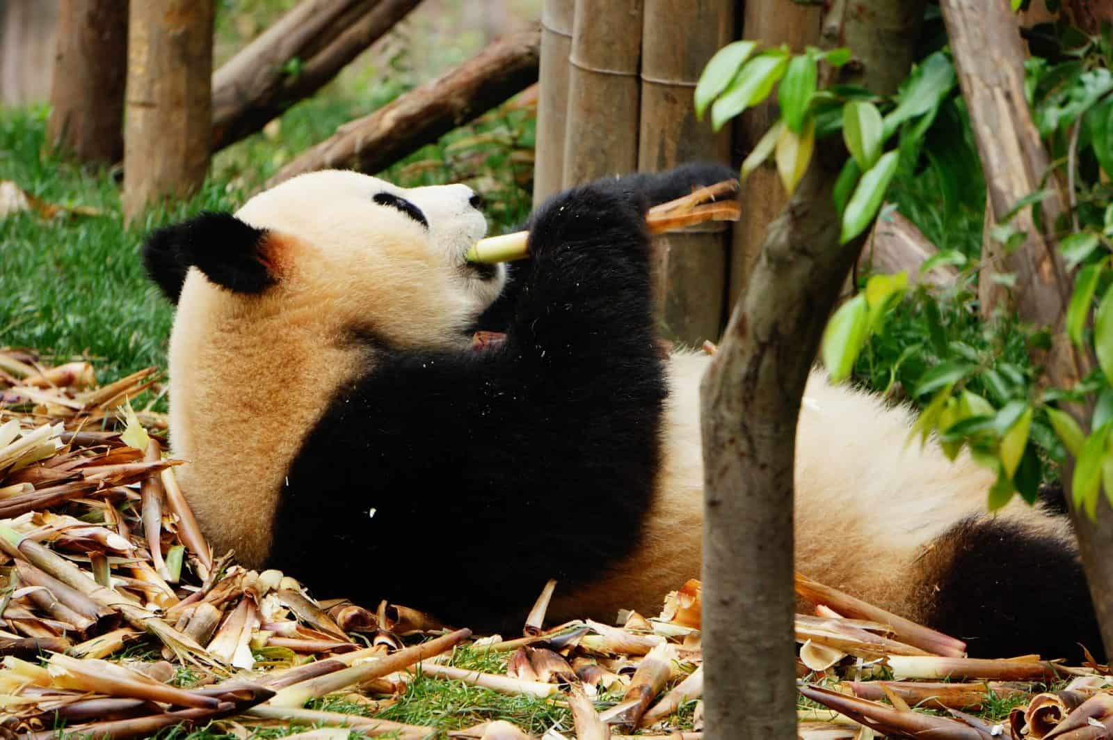 Pandas carnivores ? - Blog-trotteur - Le blog de toutes vos humeurs