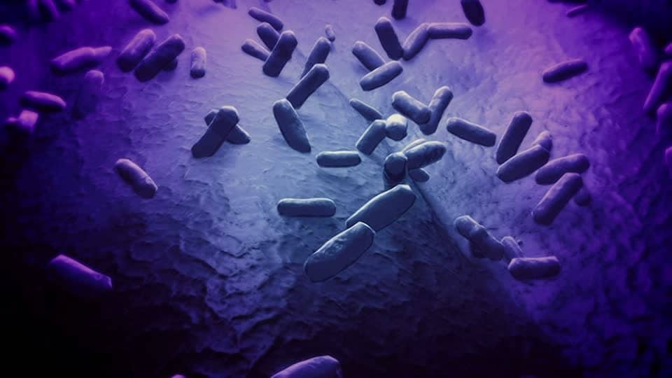 571359986 croissance bacterienne multiplication bacterienne bacillus anthracis bacillus cereus