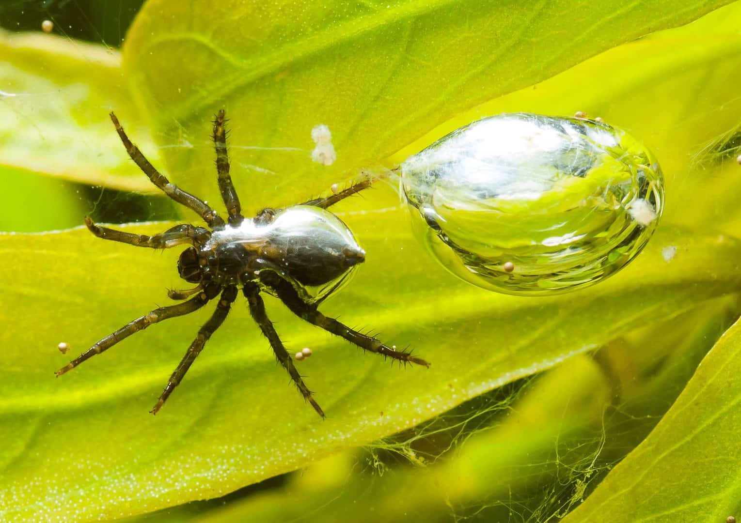водяные пауки в россии фото