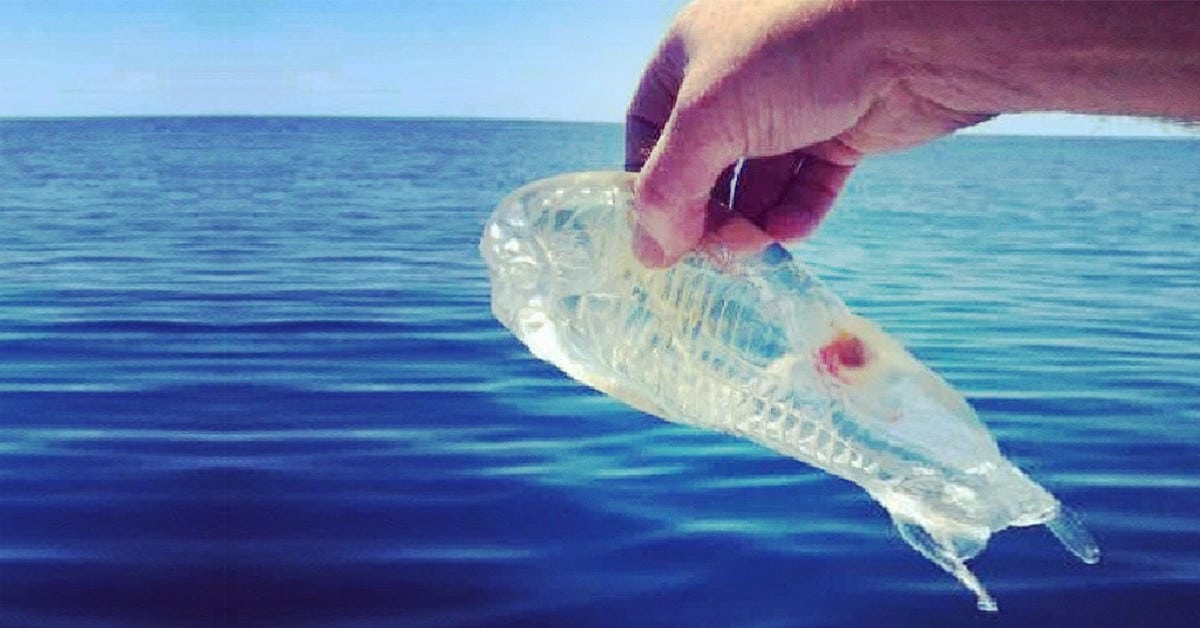 Снится прозрачная рыба. Сальпа Маджоре рыба. Сальпа реактивное движение. Сальпы планктон. Прозрачная рыба.