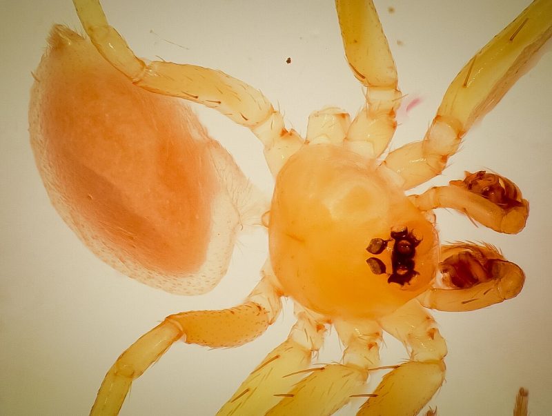 Myrmecicultor chihuahuensis, La première et la seule – espèce d’une nouvelle famille d’araignées « qui aiment les fourmis ». Luiz Rocha, California Academy of Sciences.