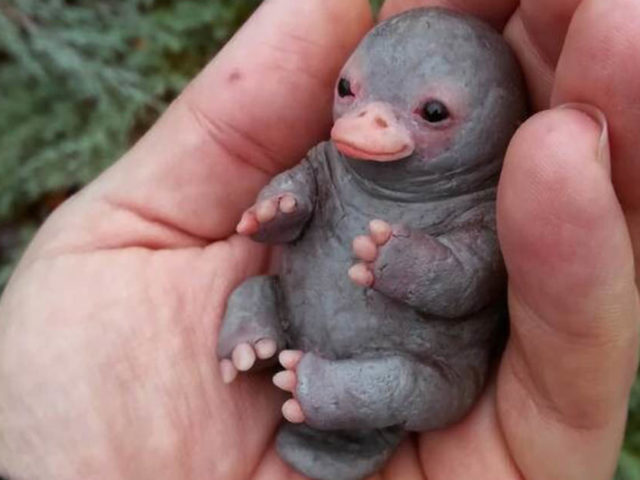 Ce Bebe Ornithorynque Est En Realite Fait En Plastique Voici A Quoi Il Ressemble En Vrai Ohchouette