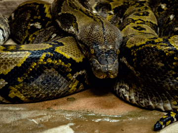 python