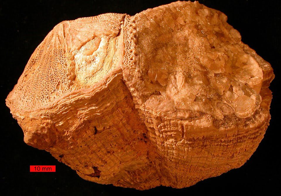 fossile de coquillage